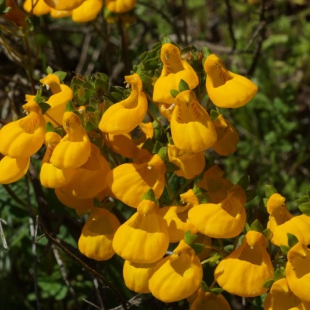 Calceolaria corymbosa